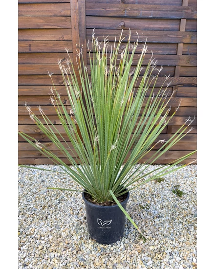 Dasylirion serratifolium - Üstökliliom eladó