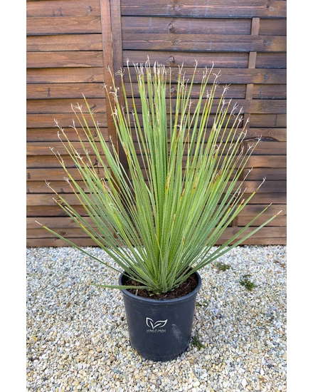 Dasylirion serratifolium - Üstökliliom eladó