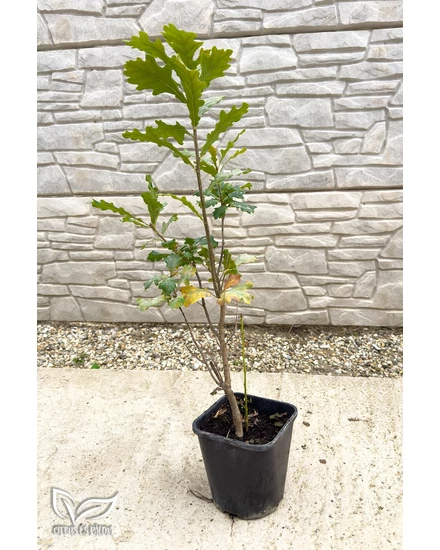 Kocsányos tölgy - Quercus robur