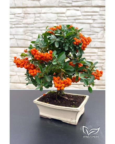 Tűztövis bonsai - hajlított törzsű - Pyracantha (9 éves)