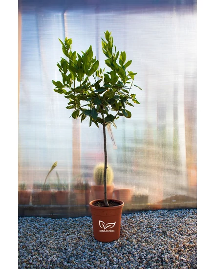 Fűszerbabér - Laurus nobilis