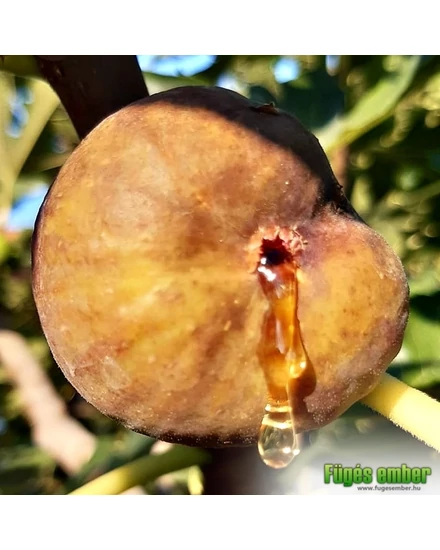 Füge 'Ceglédi Óriás' - Ficus carica