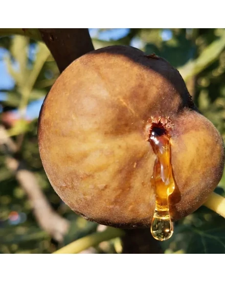Füge 'Ceglédi Óriás' - Ficus carica