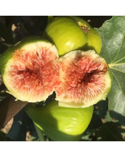 Füge 'Zöld Óriás' - Ficus carica