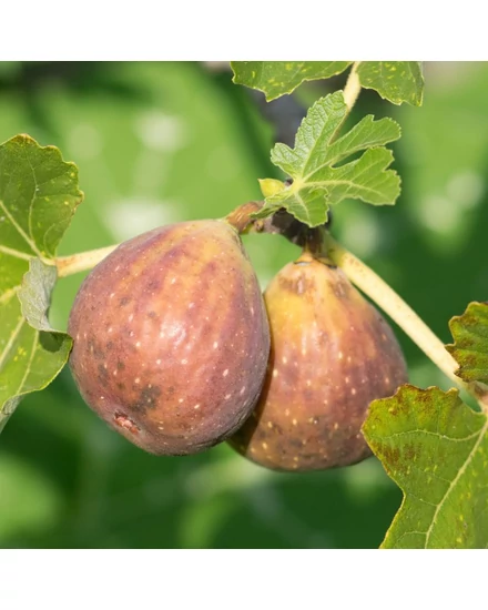 Füge 'Longue d'Aout' - Ficus carica