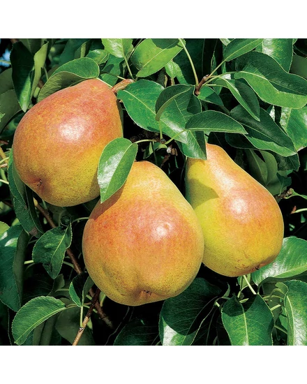 doyenne du comice körte