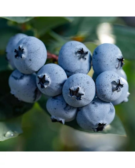 Áfonya - Vaccinium corymbosum 'Sunshine Blue'