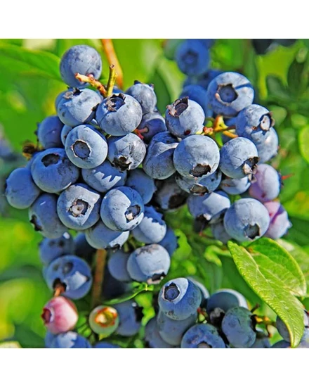 Kék áfonya - Vaccinium corymbosum 'Duke'