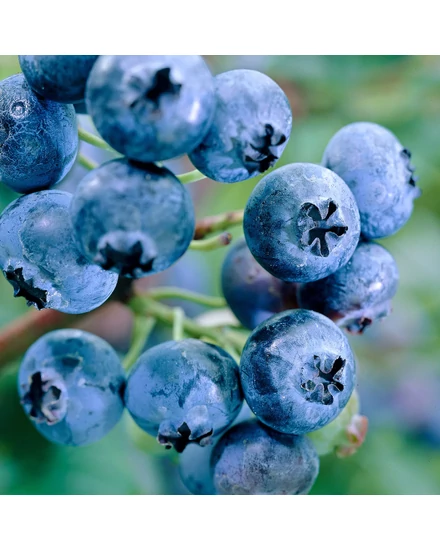 Magasbokrú áfonya - Vaccinium corymbosum 'Reka'