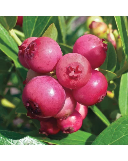 Magasbokrú áfonya - Vaccinium corymbosum 'Reka'