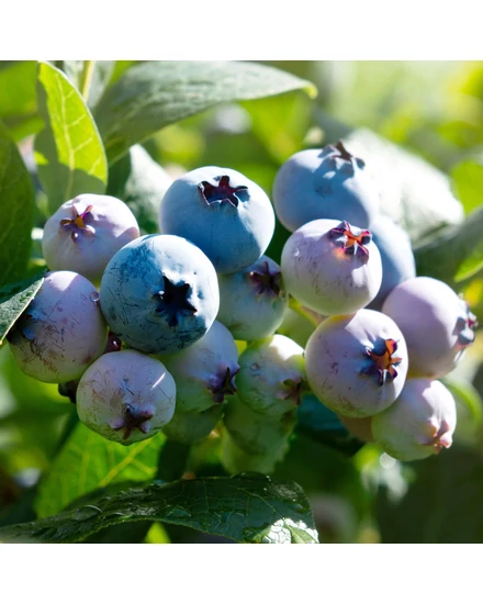 Magasbokrú áfonya - Vaccinium corymbosum 'Sierra'