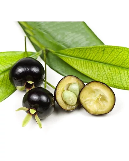Brazil cseresznye 'Eugenia brasiliensis' - fa 