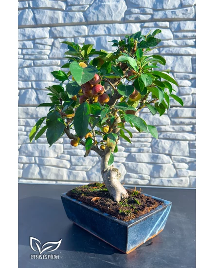 Bonsai díszalma - Malus Domestica (12 éves)