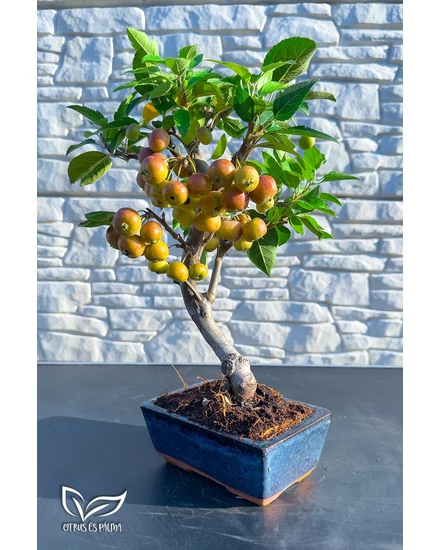Bonsai díszalma - Malus Domestica (9 éves)
