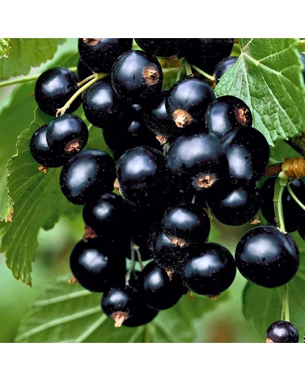 Fekete ribizli 'Titania' – Ribes nigrum