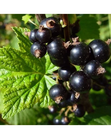 'Fertődi 1' fekete ribizli - Ribes nigrum eladó