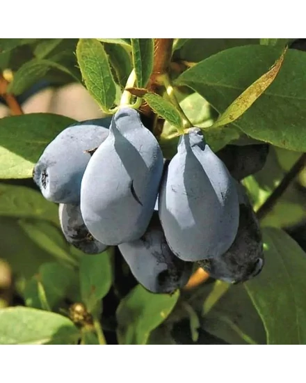 kamcsatkai mézbogyó - Lonicera kamtschatica - Blue Pagoda