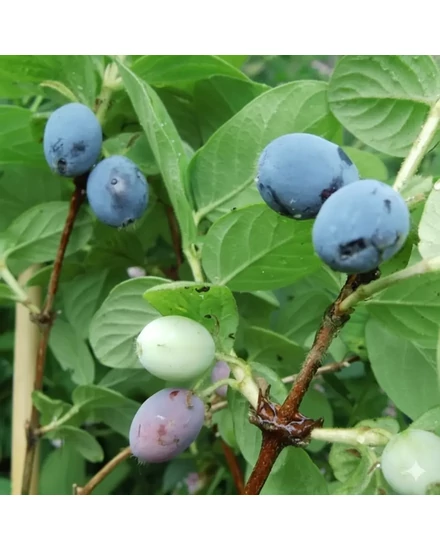 kamcsatkai mézbogyó - Lonicera kamtschatica - Atut