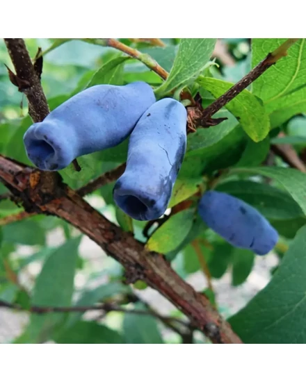kamcsatkai mézbogyó - Lonicera kamtschatica - Martin