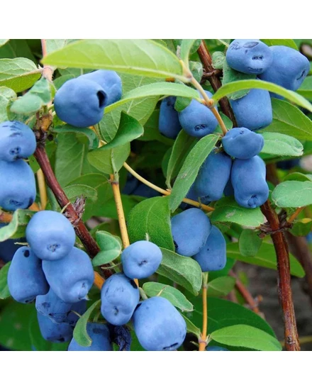 kamcsatkai mézbogyó - Lonicera kamtschatica