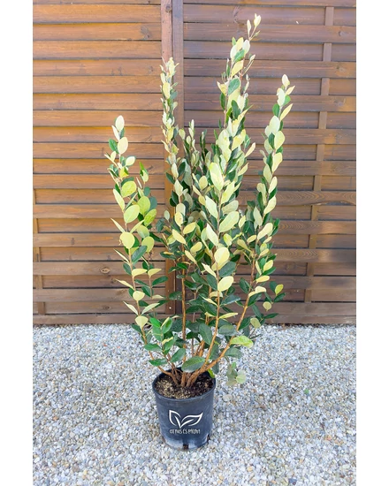 Mirtuszdió - Feijoa sellowiana 'Triumph' eladó