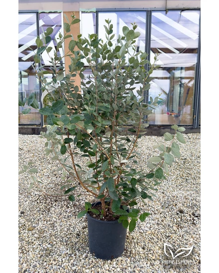 Mirtuszdió - Feijoa sellowiana 'Triumph' eladó
