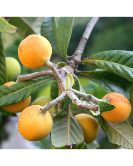 Japán naspolya 'Argelino' - Eriobotrya japonica