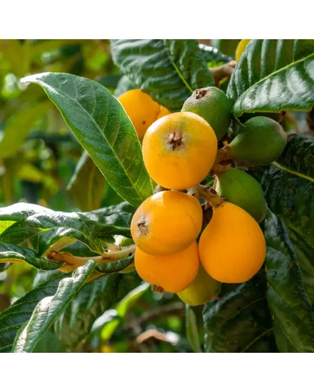 Japán naspolya 'Morano' - Eriobotrya japonica