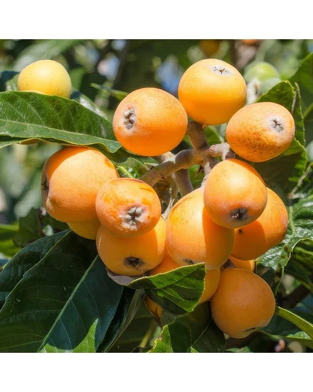 Japán naspolya 'Peluche' - Eriobotrya japonica