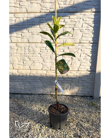 Japán naspolya eladó