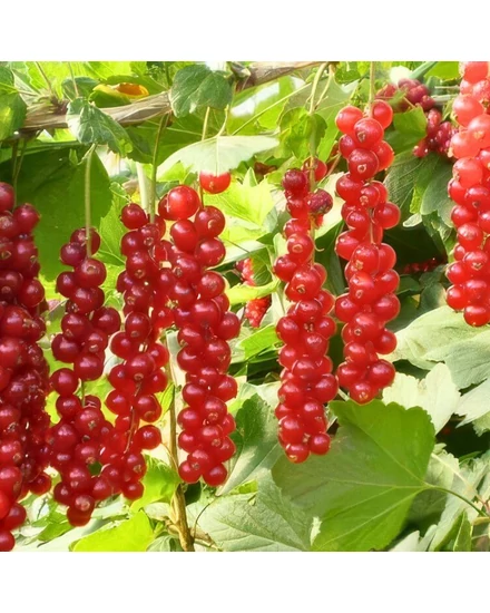 Fertődi hosszúfürtű piros ribizli - Ribes rubrum