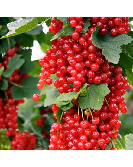 Rezisztens piros ribizli 'Rovada' - Ribes rubrum