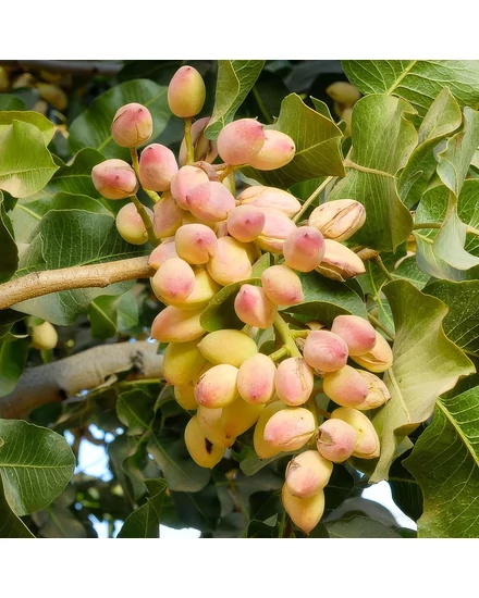 Pisztácia (Porzó) - Pistacia vera 'Peters'