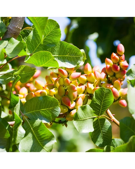 Pisztácia (Porzó) - Pistacia vera 'Randy'