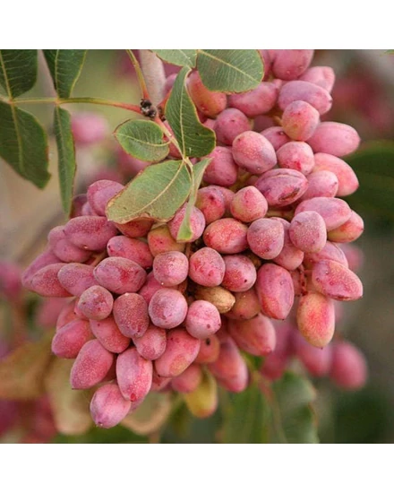 Pisztáciafa 'Porzó' - Pistacia vera