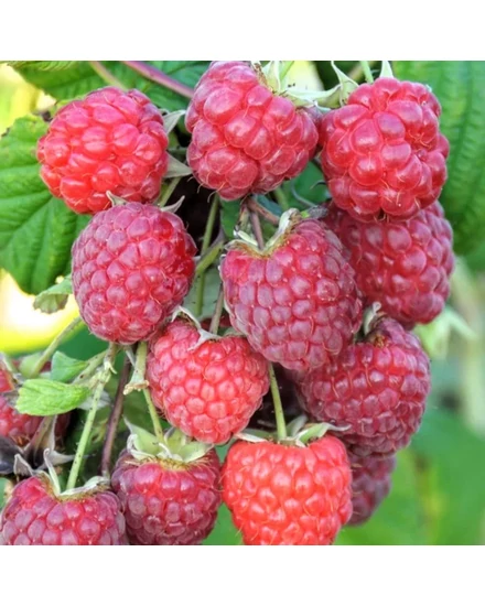 Őszi málna - Rubus idaeus 'Autumn Bliss' termés
