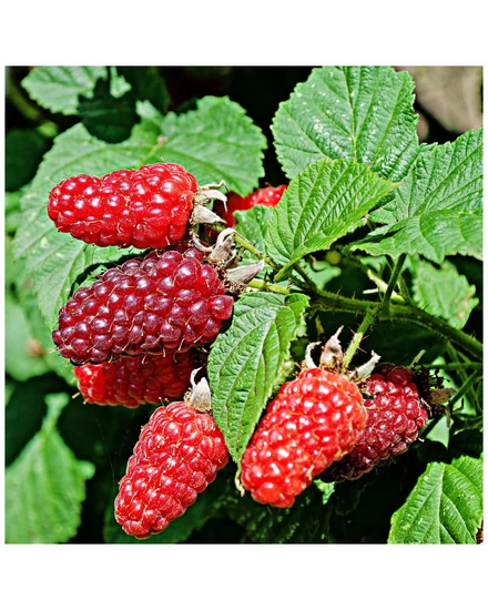 Tüskétlen szedermálna - Rubus fruticosus 'Tayberry'