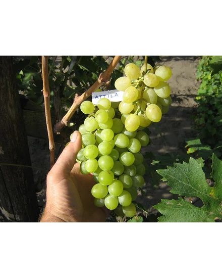 'Attila' - csemegeszőlő szabadgyökeres eladó