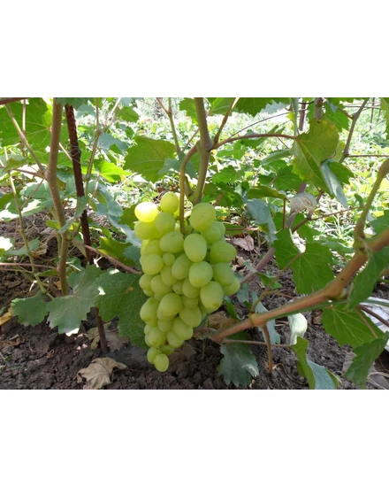 'Árkádia' - csemegeszőlő szabadgyökeres eladó