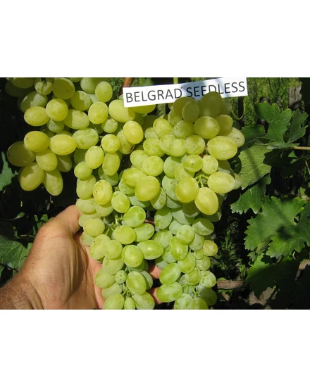 'Belgrádi magtalan' - csemegeszőlő szabadgyökeres eladó