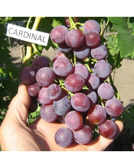 'Cardinal' - csemegeszőlő szabadgyökeres eladó