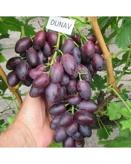 'Dunav' - csemegeszőlő szabadgyökeres eladó