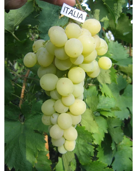 'Italia' - csemegeszőlő szabadgyökeres eladó