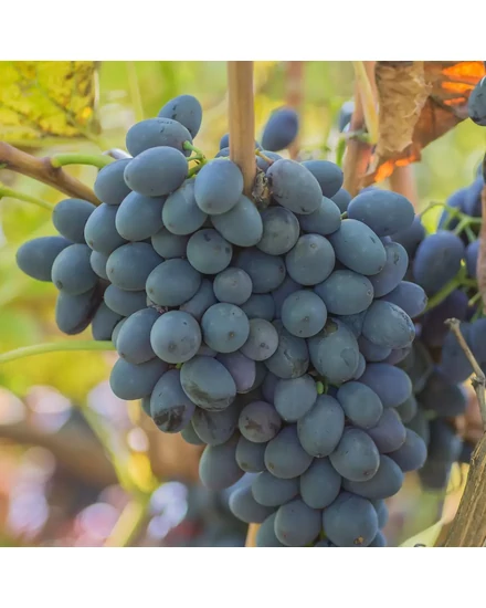 'Moldova' - csemegeszőlő szabadgyökeres eladó