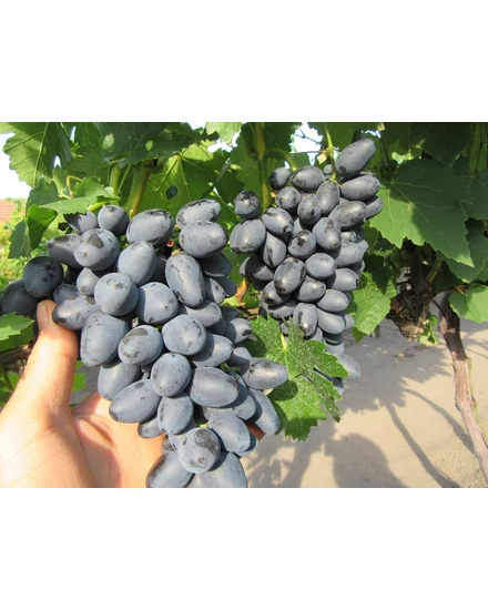 'Negra' - csemegeszőlő cserépben eladó