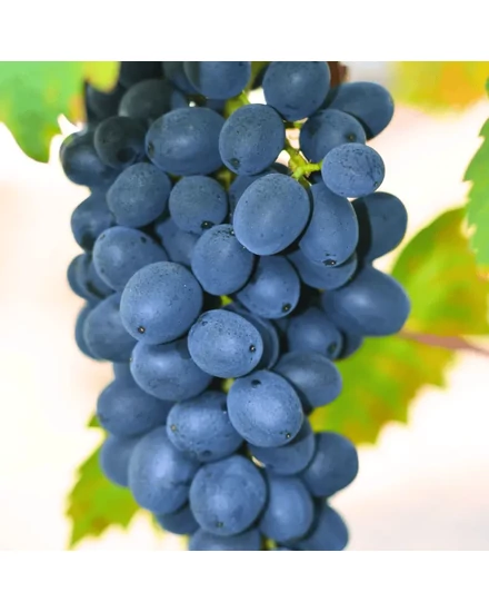 'Nero' - csemegeszőlő szabadgyökeres eladó