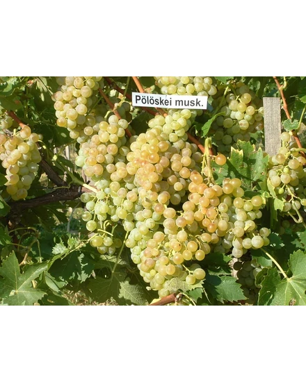 'Pölöskei muskotály' - csemegeszőlő/borszőlő szabadgyökeres eladó