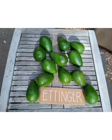 Avocado 'Ettinger' Baum zu verkaufen | Zitrusfrchte & Palmen -  Gartenbau-Webshop