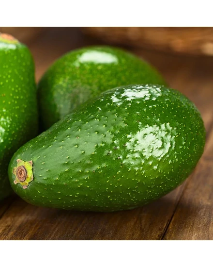 avocado - fuerte cserépben