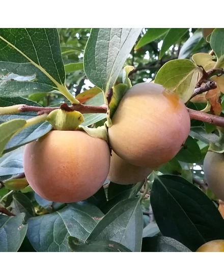 datolyaszilva O'Gosho / Giant Fuyu termése